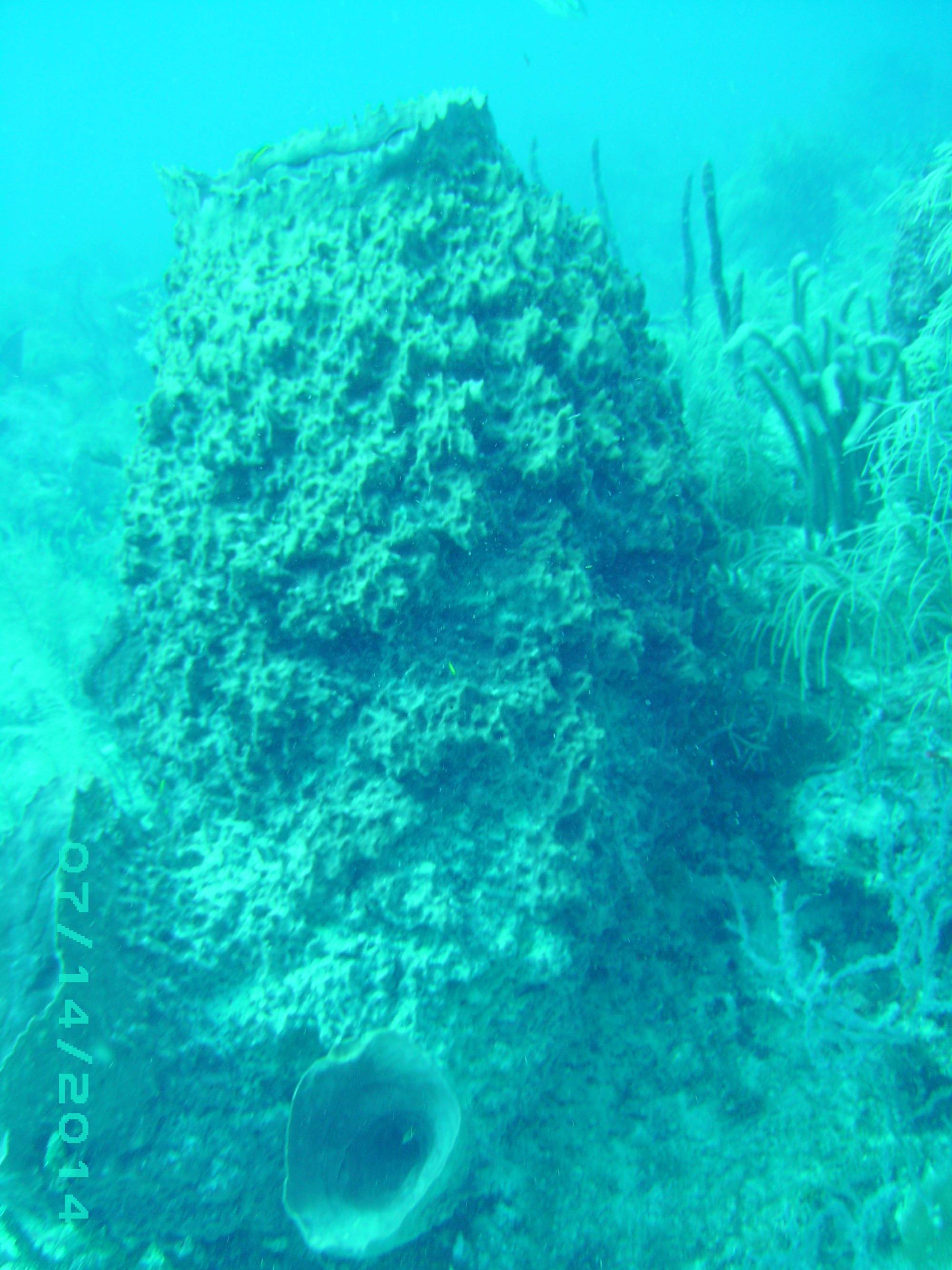 2014: Conch Reef Giant Barrel Sponge